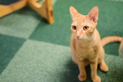 Portrait of cat standing on floor