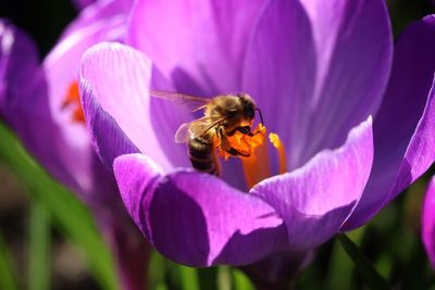 Close-up of bee pollinating on purple flower