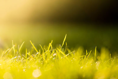 Close-up of grass growing in field