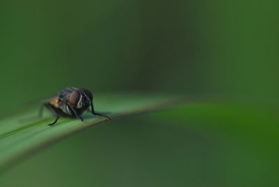 Close-up of insect on leaf