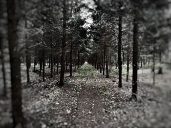 Trees in forest