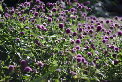 Close-up of purple flowering plants