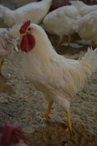 White rooster close-up