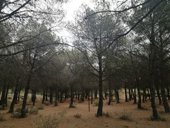 Bare trees on landscape