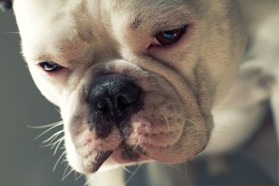 Close-up of a dog