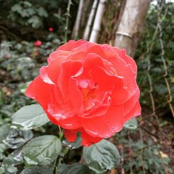 Close-up of red rose