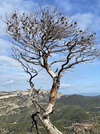 Bare tree by mountain against sky