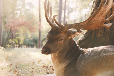 Side view of a deer