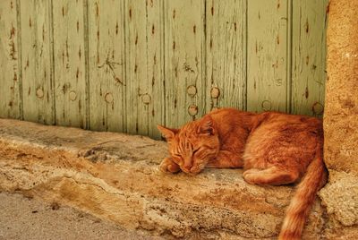 Cat sleeping