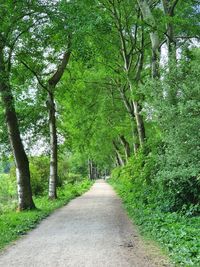 Empty road amidst trees in forest