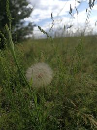 Close-up of dandelion on field