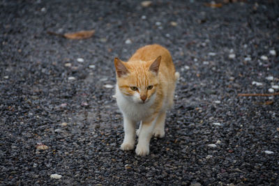 Portrait of cat on road in city