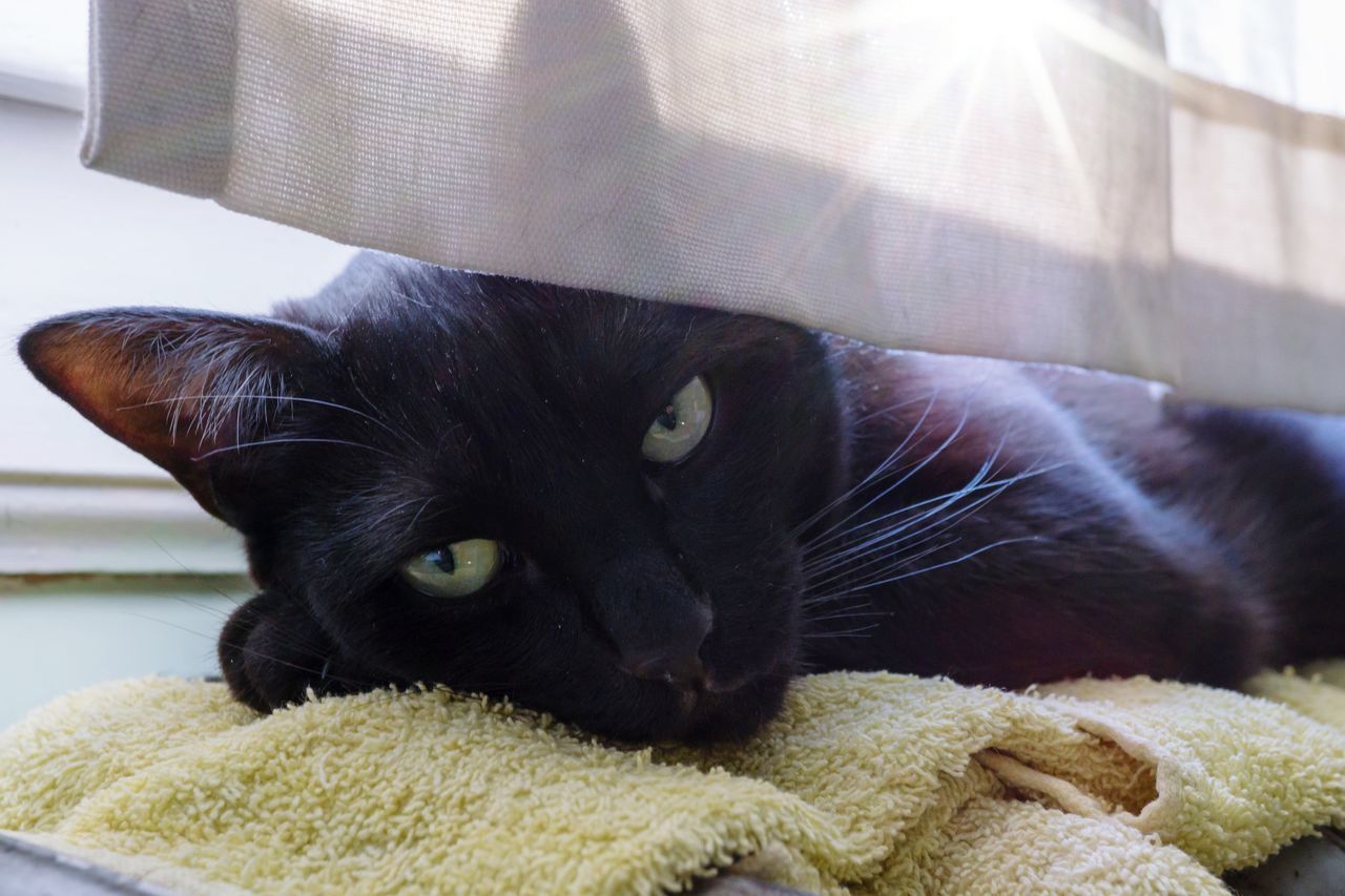 CLOSE-UP PORTRAIT OF BLACK CAT LYING ON SOFA AT HOME