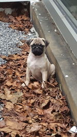 Dog on leaves