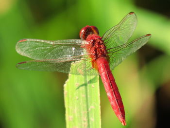 Close-up of dragonfly on leaf