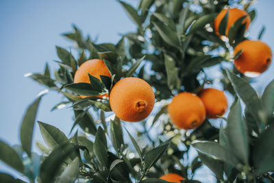 Low angle view of fruits on tree