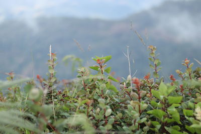 Close-up of plants growing on field