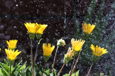 Close-up of yellow flowers