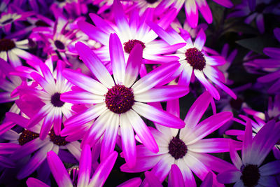 Close-up of pink flowering plants