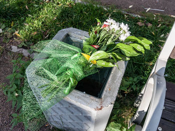 High angle view of flowering plants in garden