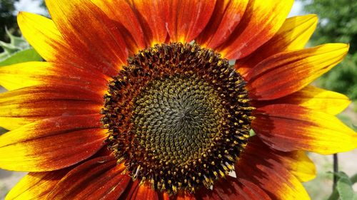 Close-up of sunflower