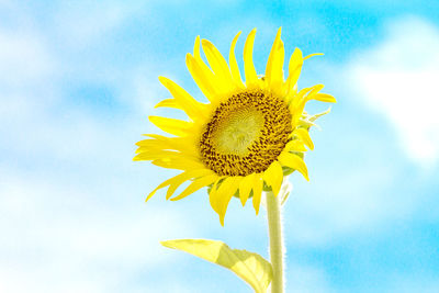 Sunflower against sky