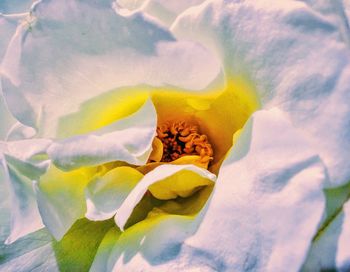 Close-up of yellow flower