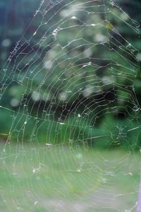 Close-up of spider web