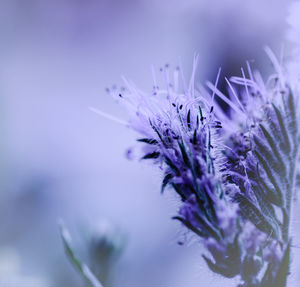 Close-up of purple flowering plant