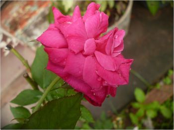 Close-up of pink rose