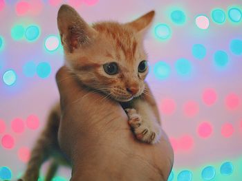 Close-up of hand holding kitten