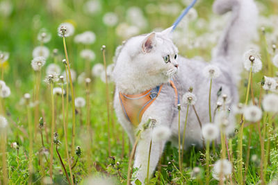 A charming white british cat walk on the grass with white dandelions, in spring