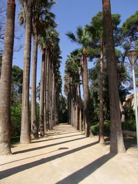 Palm trees on beach against clear sky