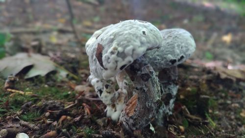 Close-up of mushrooms