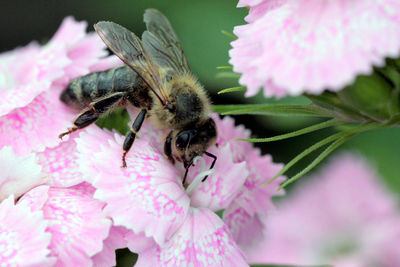 Close-up of insect on pink flower