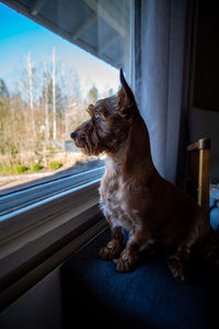 Dog looking away while sitting on window