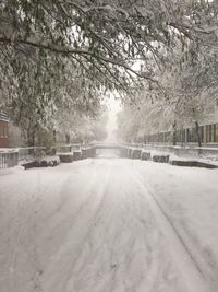 Snow covered trees against sky