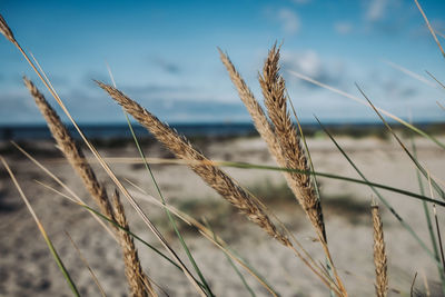 Close-up of stalks in field against sky