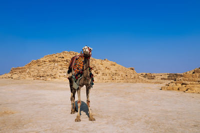 Egypt camel wearing colorful saddle and looking at camera