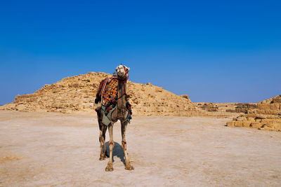 Full length of a horse on desert