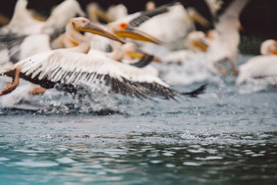 View of birds in sea