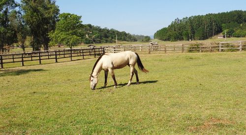 Horse grazing in a field