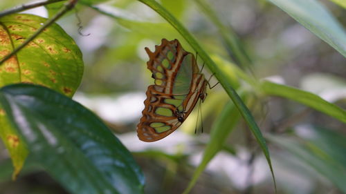 Close-up of butterfly on leaf