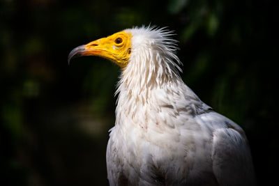 Egyptian vulture in profile.