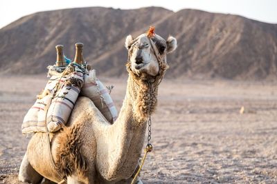 View of a camel at desert