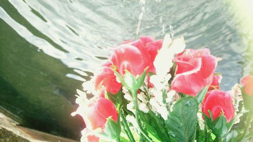 Close-up of red flowers in water
