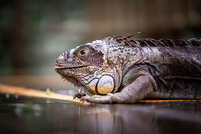 Close-up of a turtle looking away