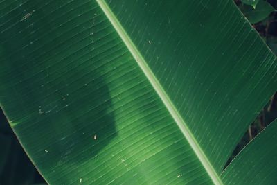 Directly above shot of banana leaf