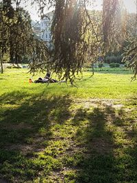 Trees on grassy field