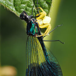 Close-up of dragonfly on leaf